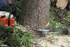 Best Tree and Shrub Care  in , IN