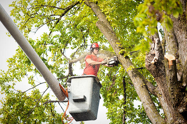  , IN Tree Care Pros