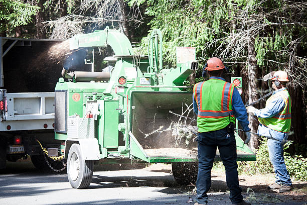 Best Tree Maintenance Programs  in , IN